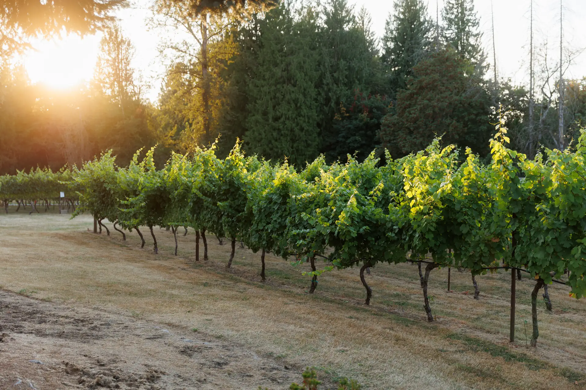 Vineyard rows at 14 Acres in Ridgefield, Washington