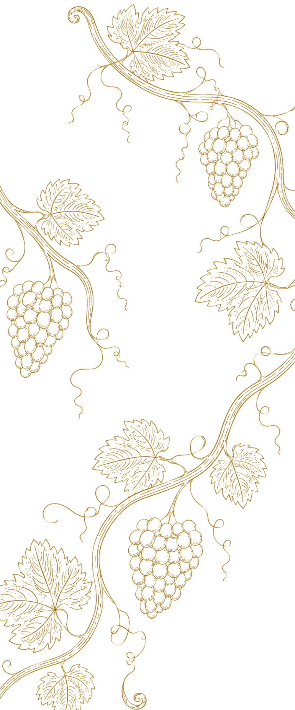 Illustration of a grape vine
