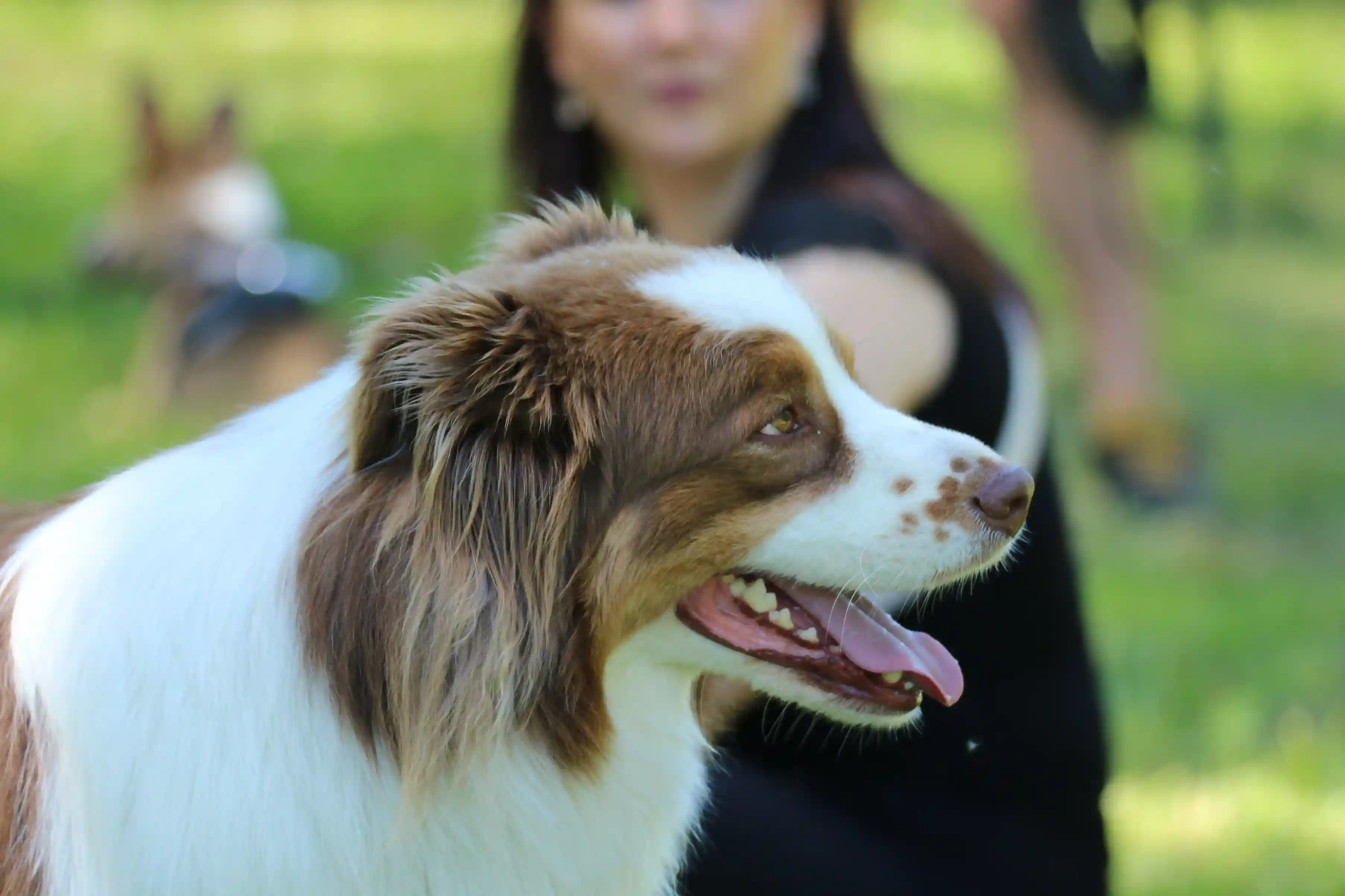 Chien attentif pendant un exercice d’éducation