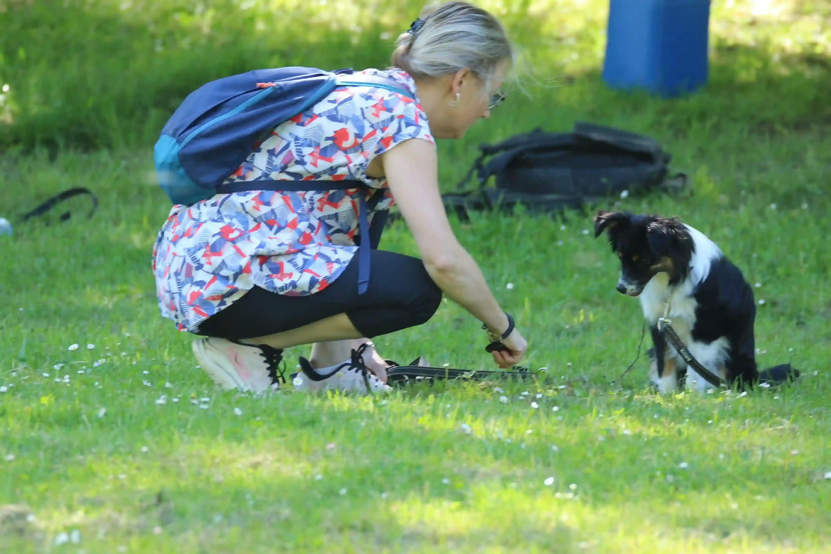 Chien en balade éducative