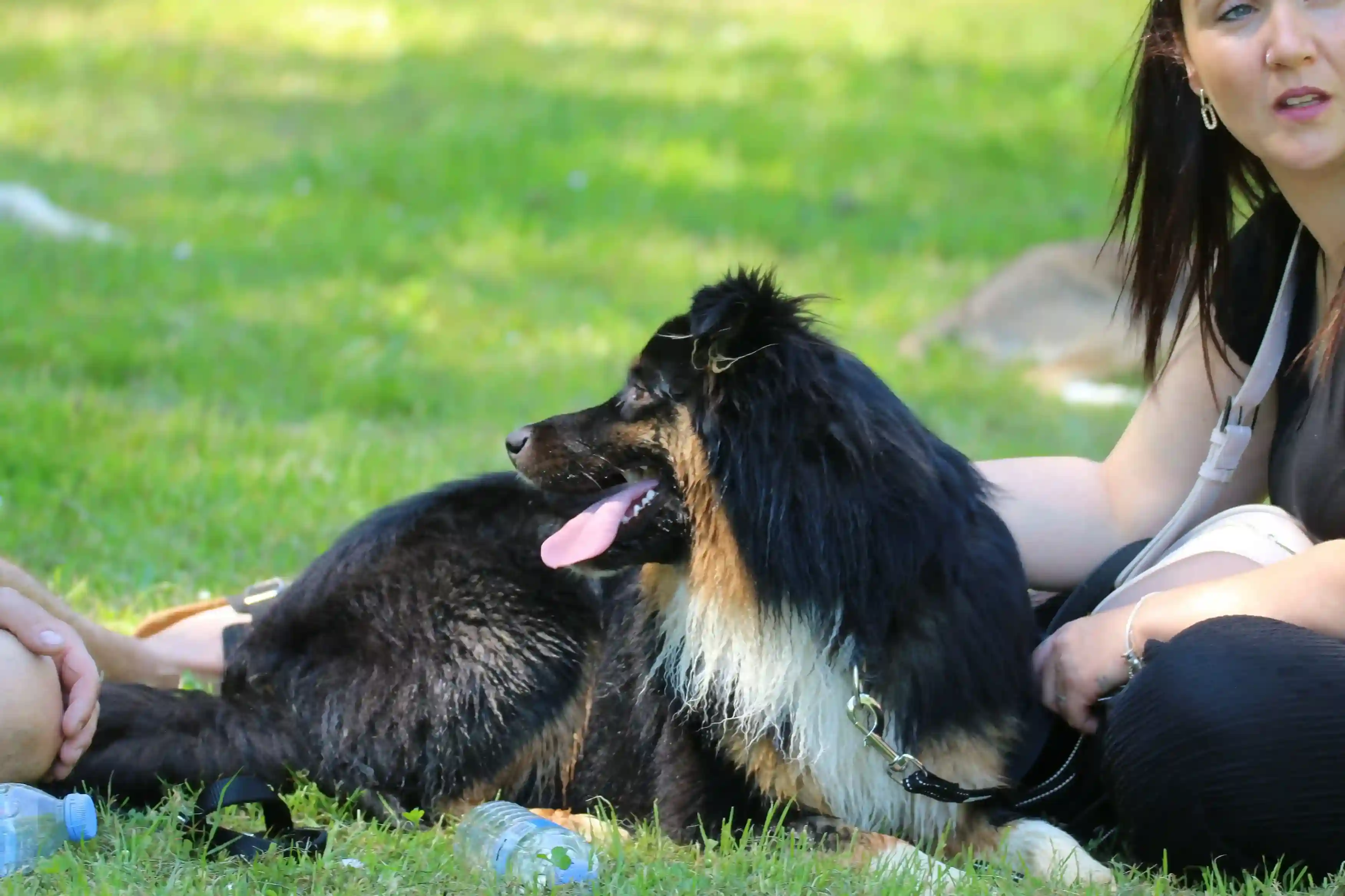 Chien lors d’une séance d’éducation canine à domicile