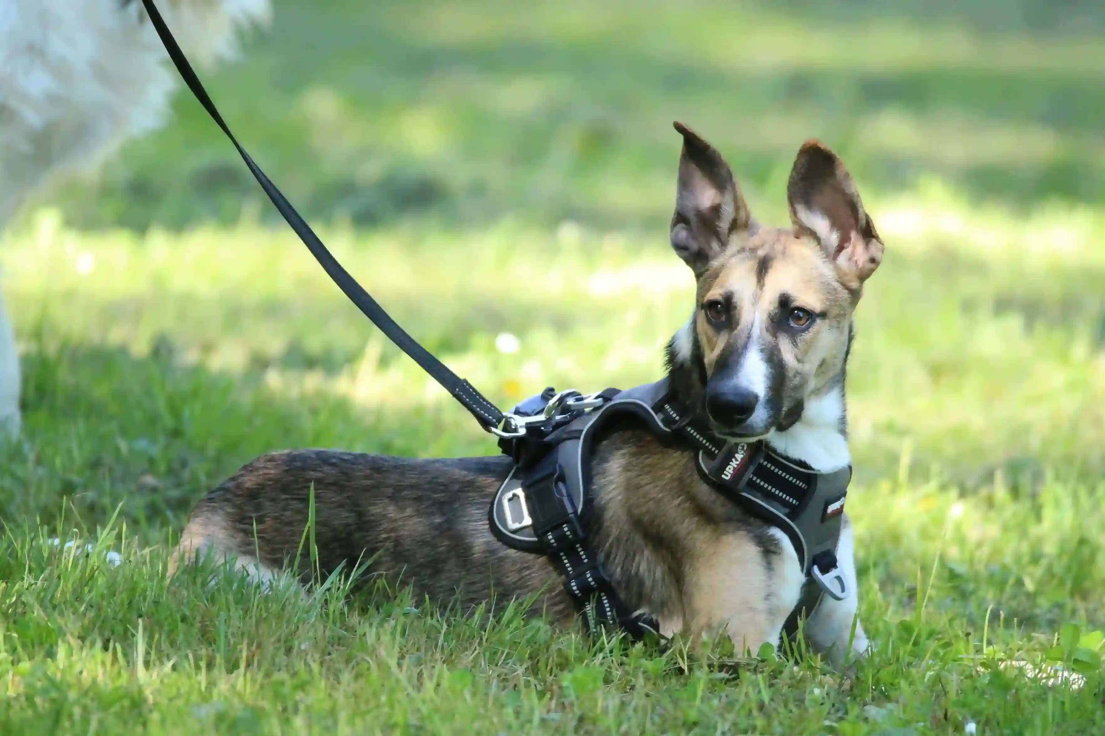 Complicité entre un chien et son maître lors d’une balade éducative