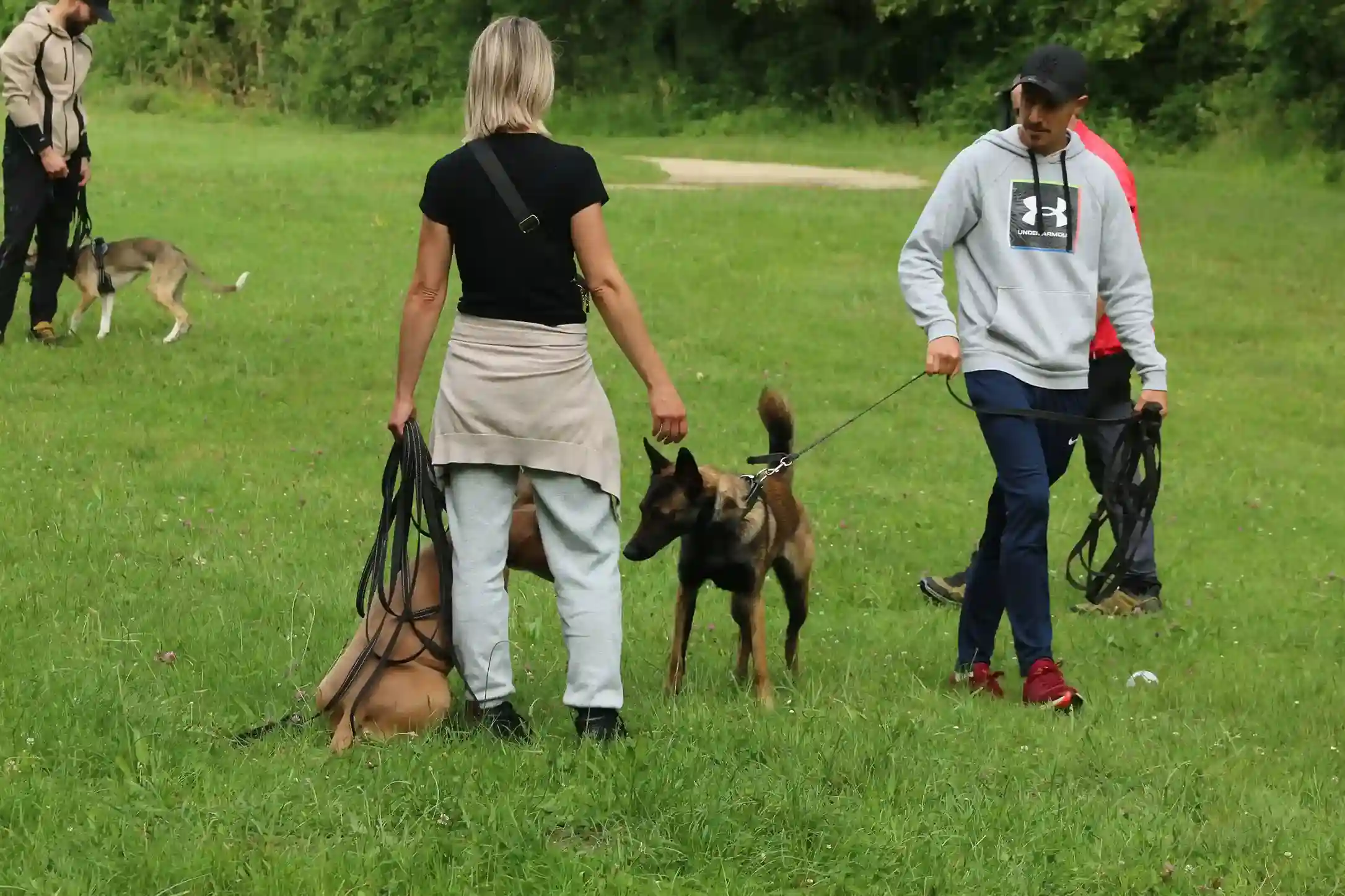Rookie, berger australien, en séance