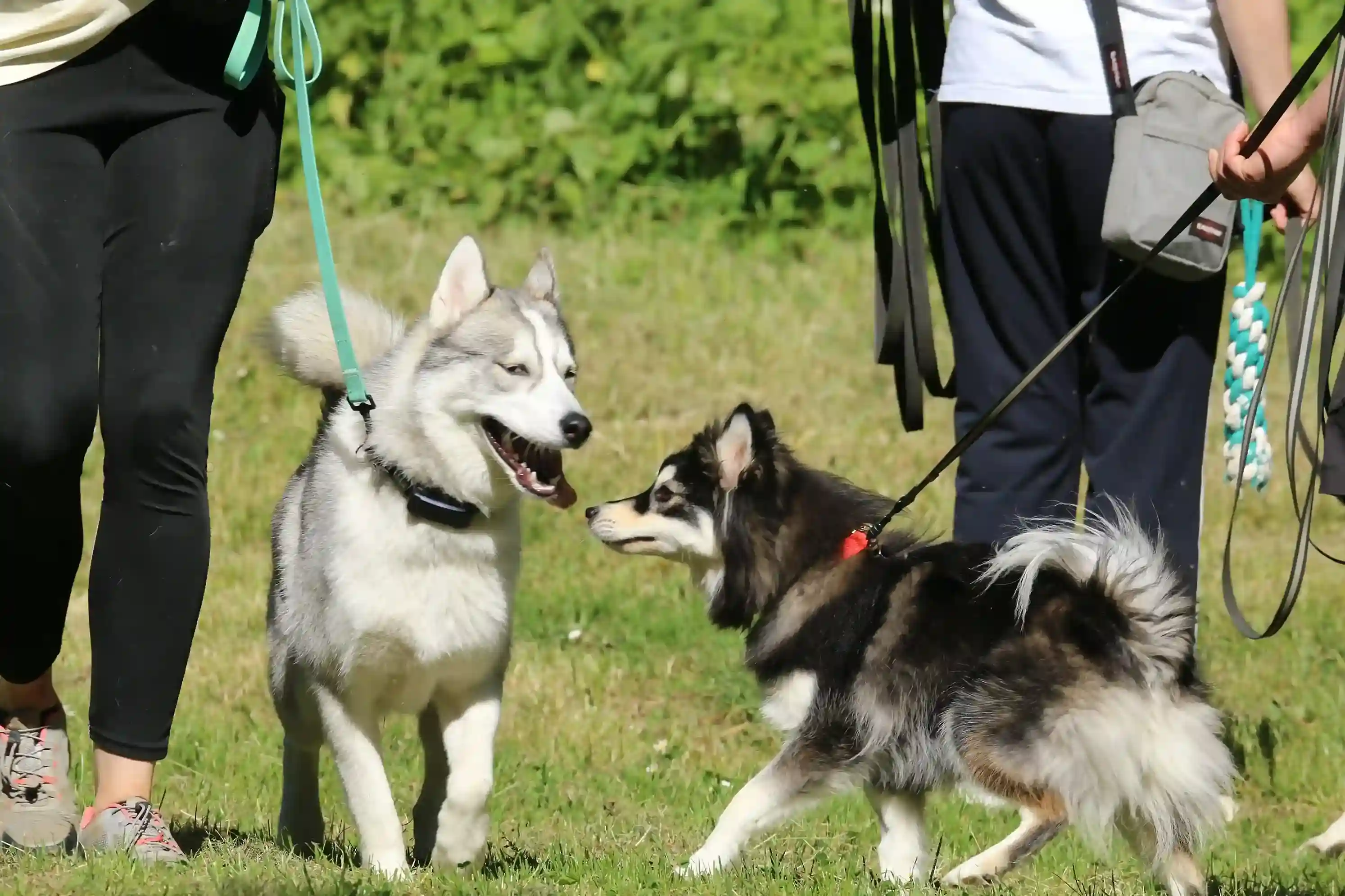 Chien en balade éducative