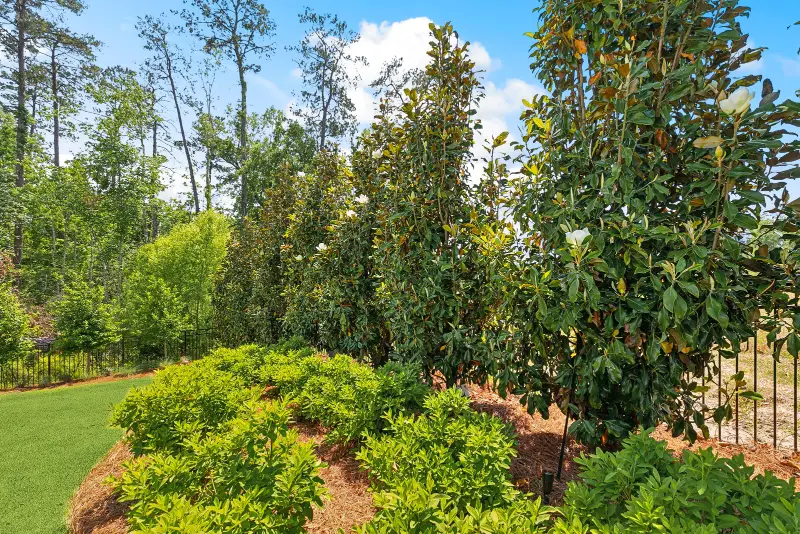 A landscaped garden area with a row of tall flowering magnolia trees along a fence, surrounded by smaller green shrubs, under a blue sky with some clouds.