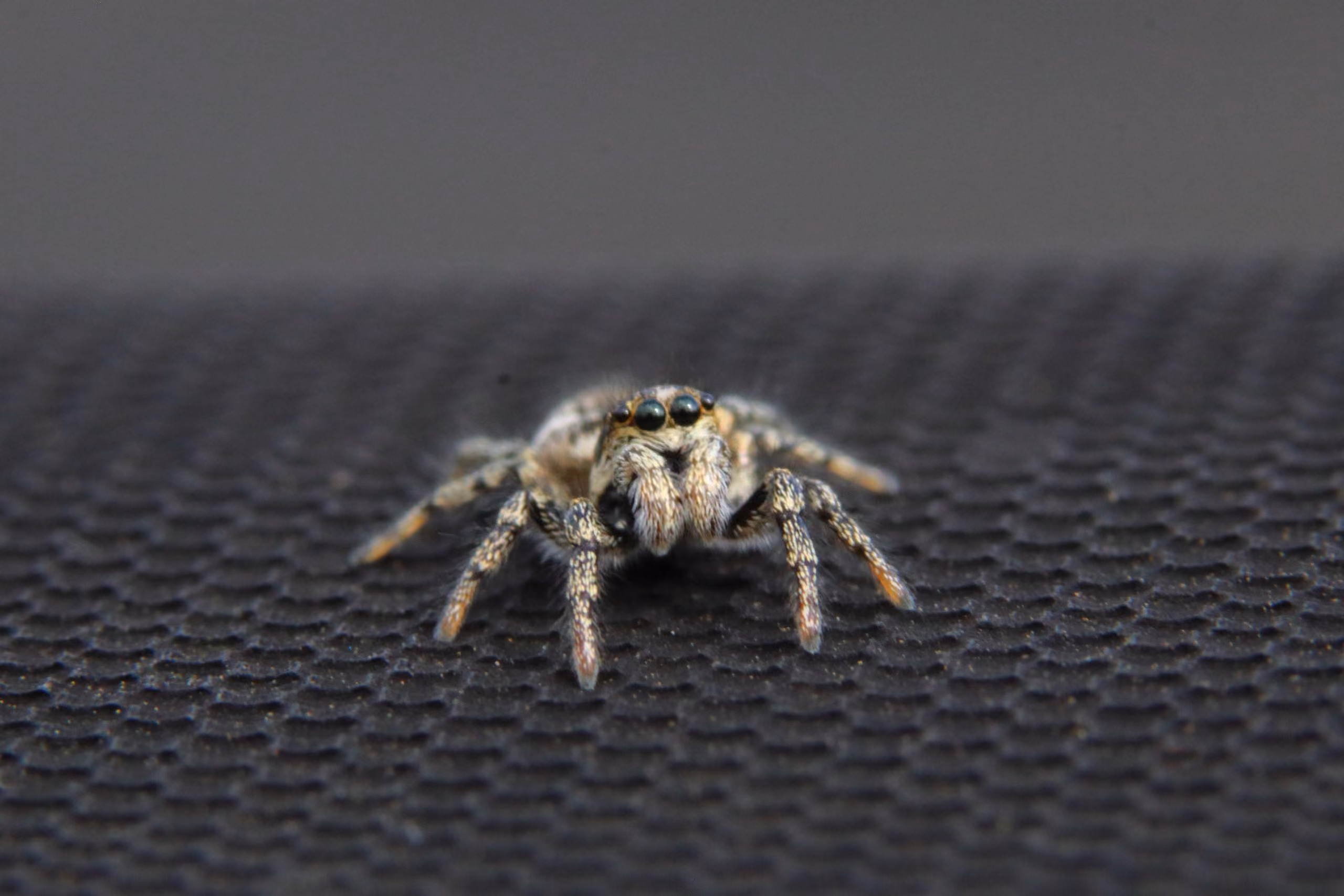 How to Keep Spiders Out of Your Home