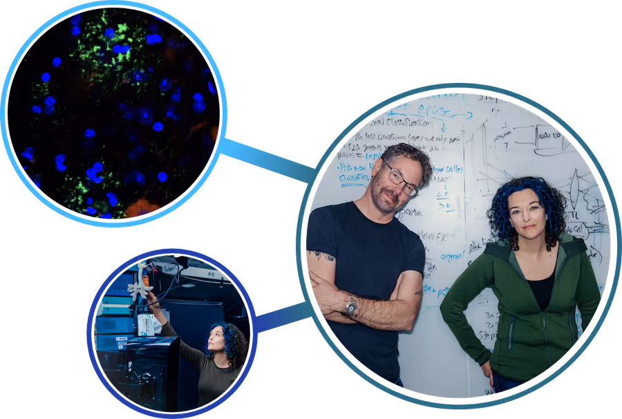 A collage of three photos within 3 different sized circles: a fluorescent microscopy image of neural cells, Jess and a lab member standing in front of a whiteboard, Jess adjusting a piece of lab equipment.