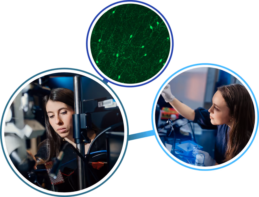 A collage of three photos within 3 different sized circles: a fluorescent microscopy image of neural cells, a lab member looking under a microscope, and a lab member adjusting a piece of equipment.
