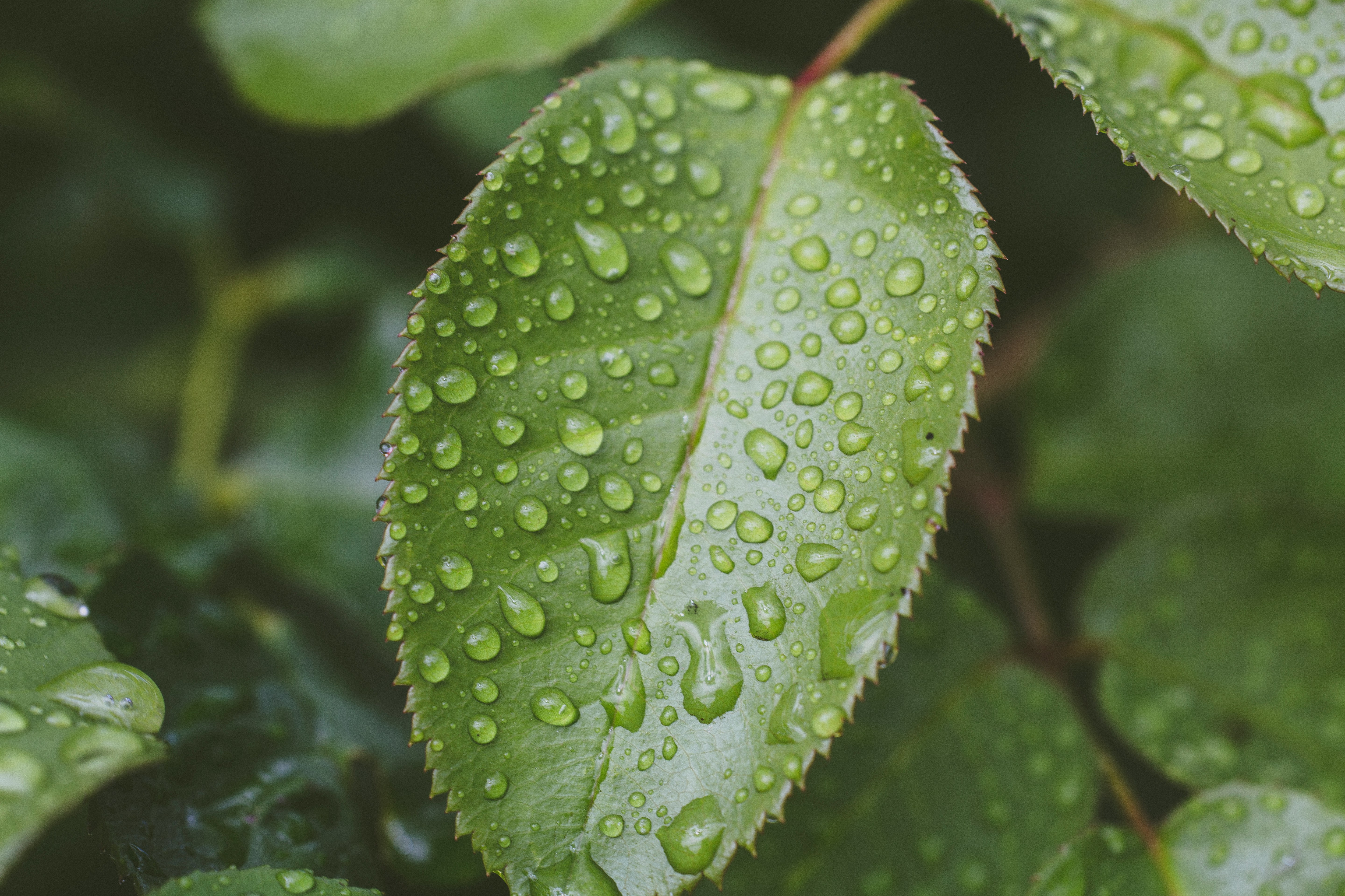 Rain droplets on a green leaf