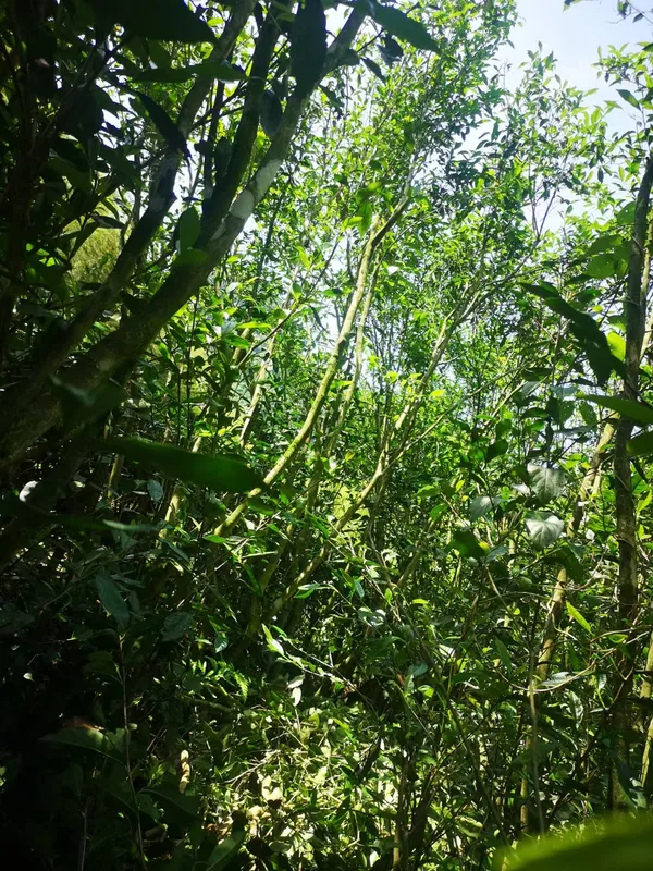 Sunlight through the canopy of old tea bushes and surrounding trees