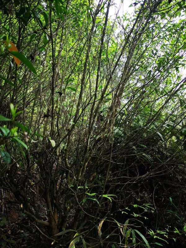 Tall, unpruned tea bushes growing in shaded forest undergrowth