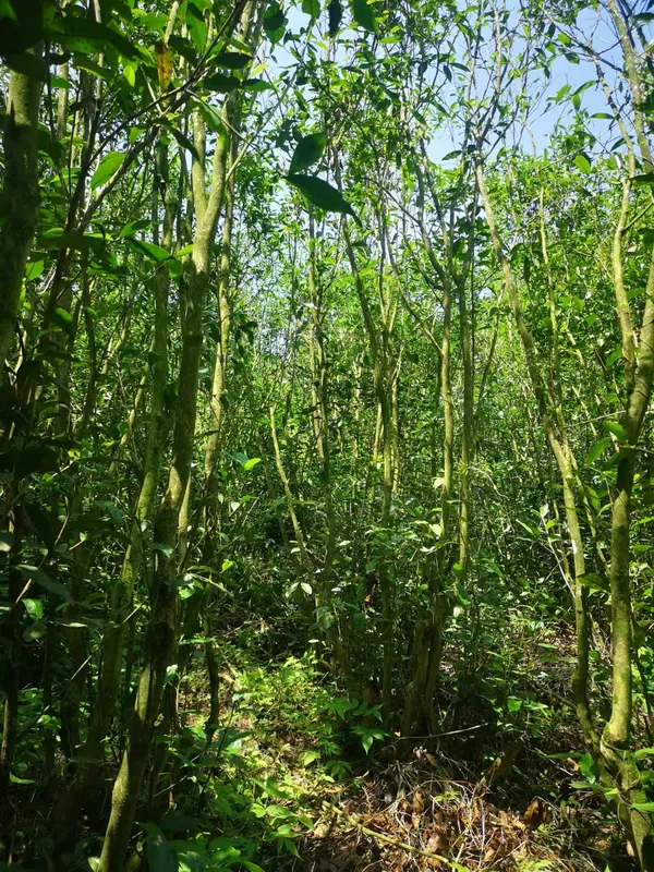 Slender old tea trunks rising from the forest floor
