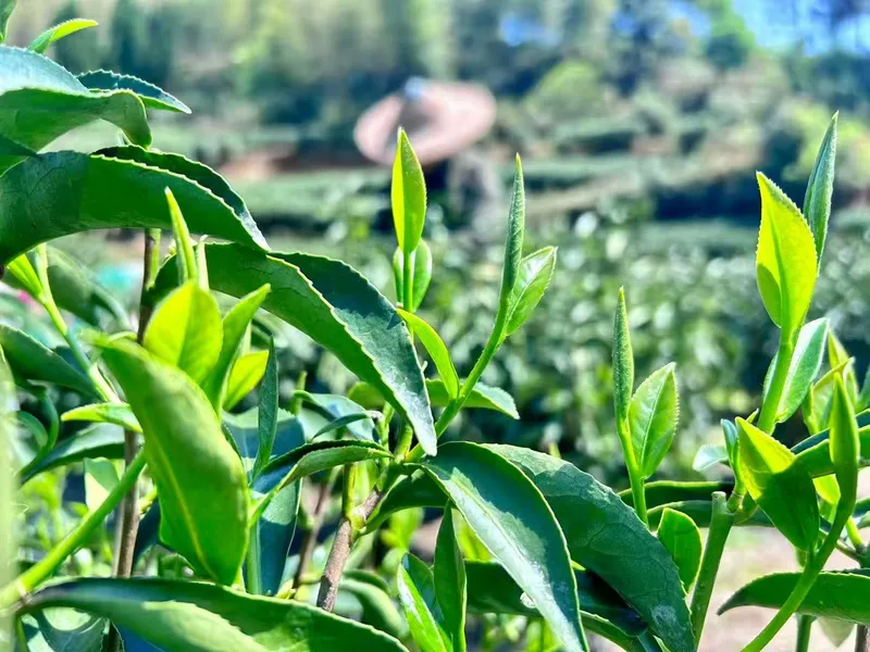 Single spring buds rising above the leaves, with tea pickers in the distance