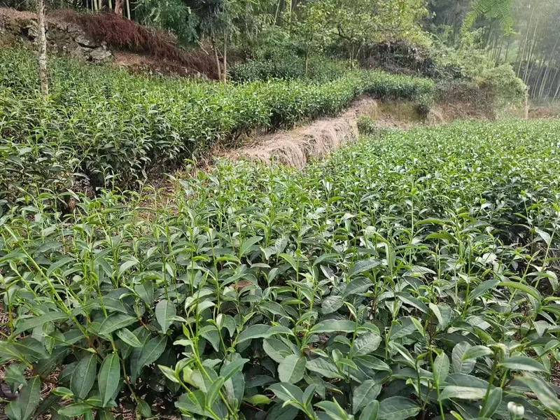 Rows of tea bushes on a gentle slope, with forest above