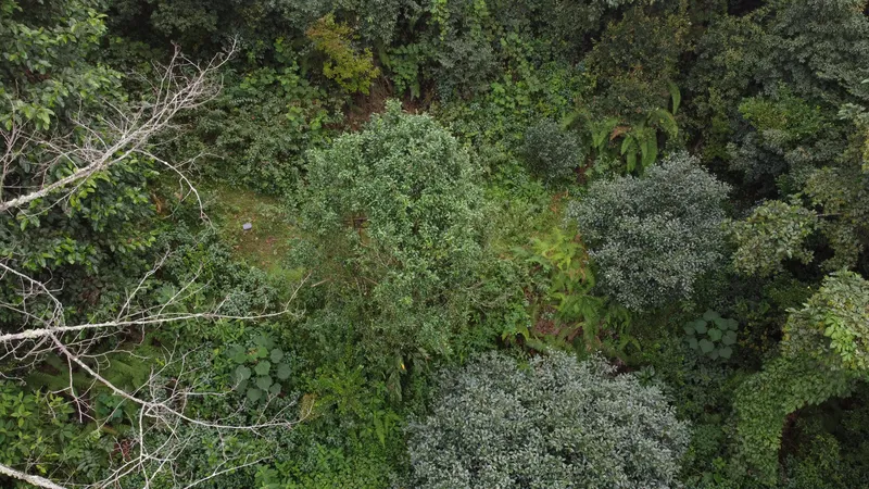Old tea trees among the forest, seen from above