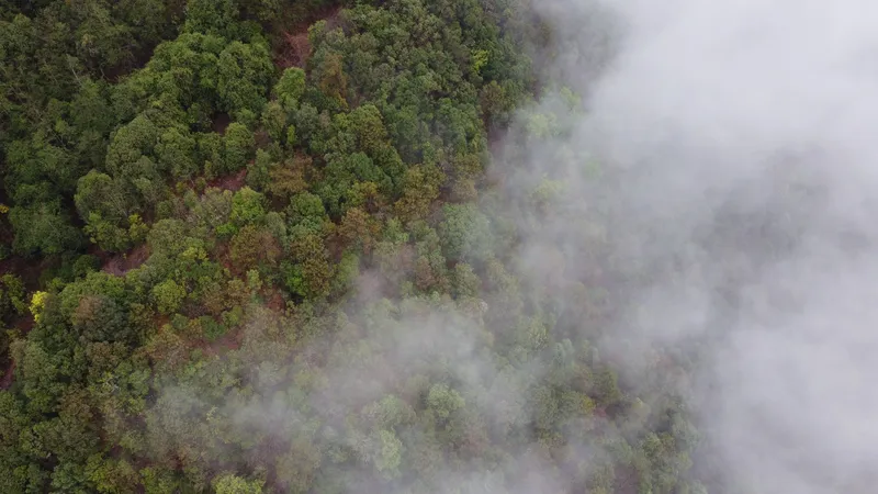 Mist moving across the forest where the old tea trees grow