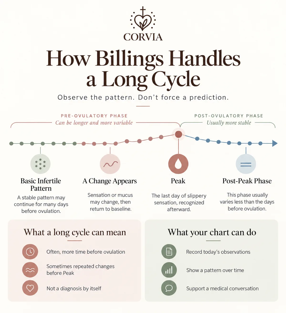 Timeline of a long cycle in the Billings Method: a Basic Infertile Pattern, a change that appears and returns to baseline, Peak recognized afterward, then the more stable post-Peak phase.