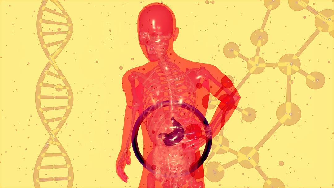 Three-dimensional model of the human body with an anatomical diagram, illustrating patient-specific 3D anatomy overlays used in surgical planning