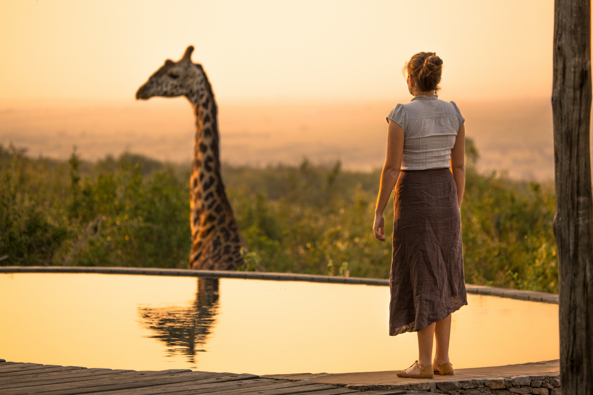 Giraffes crossing the savanna at sunset, representing global destination inspiration
