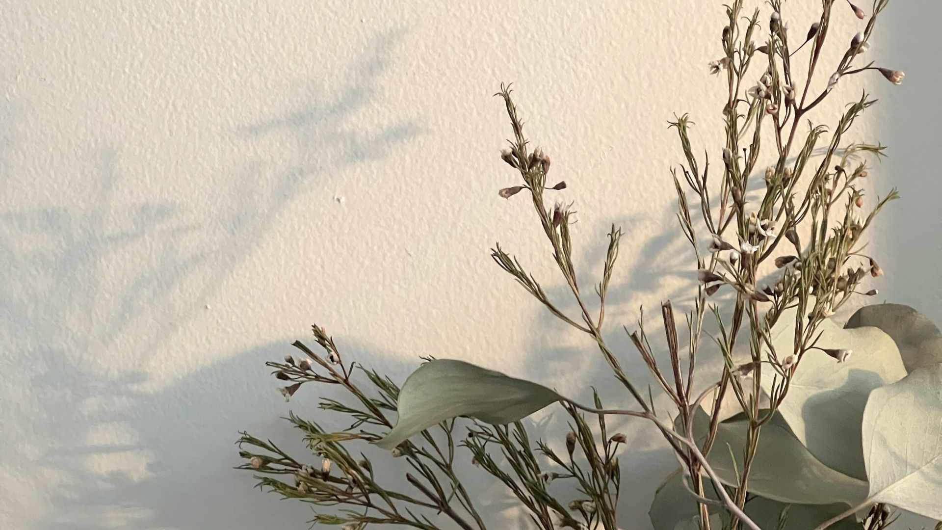 Sprigs of dried wildflowers and eucalyptus leaves casting soft shadows across a pale textured wall