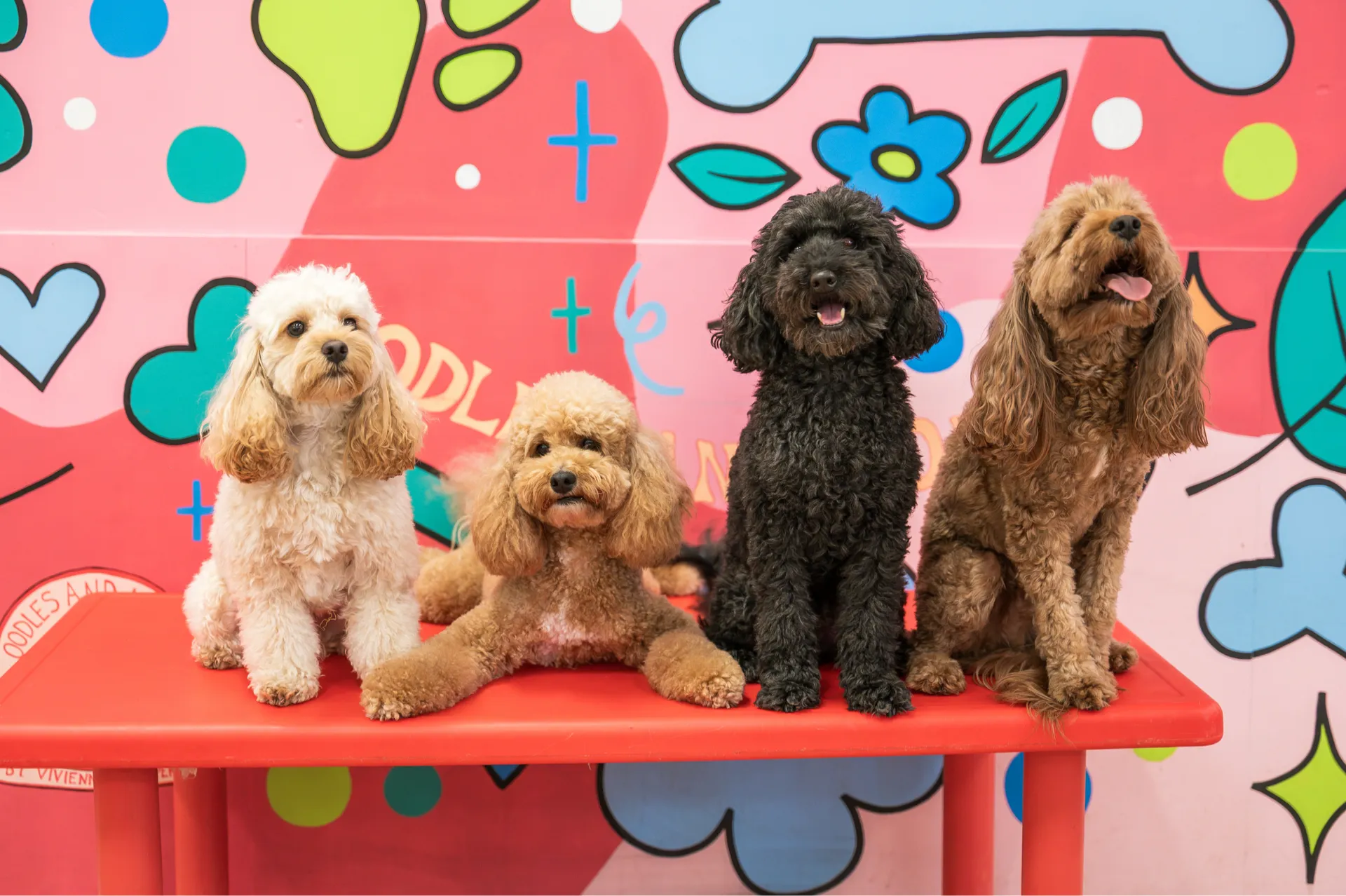 Four poodles with different fur colors sitting on a red bench against a colorful mural wall.