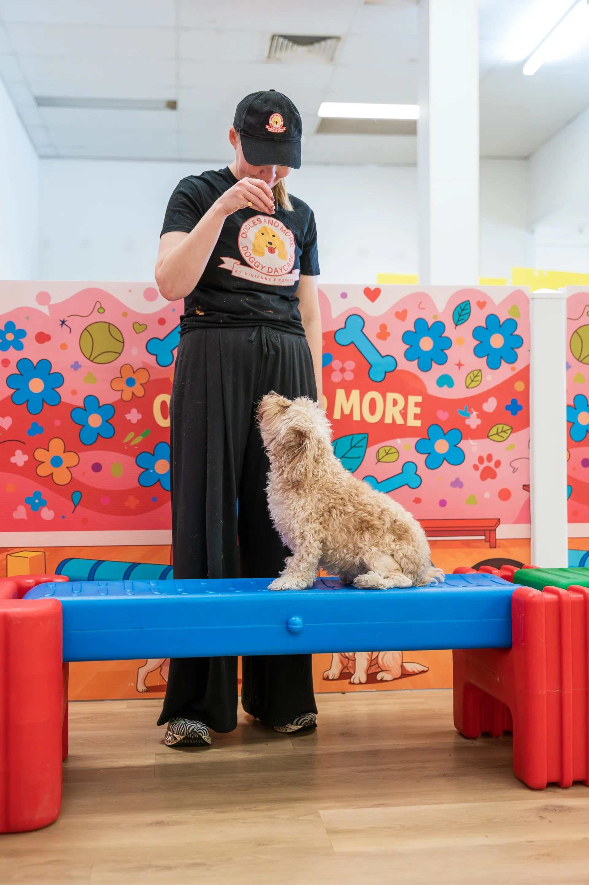 Person in black outfit training a small curly dog sitting on a blue and red platform indoors.
