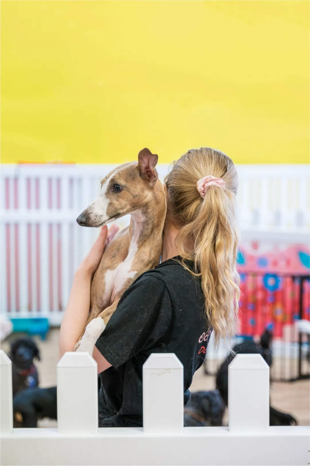 Woman with blonde ponytail holding a small brown and white dog inside a fenced area with a yellow wall.