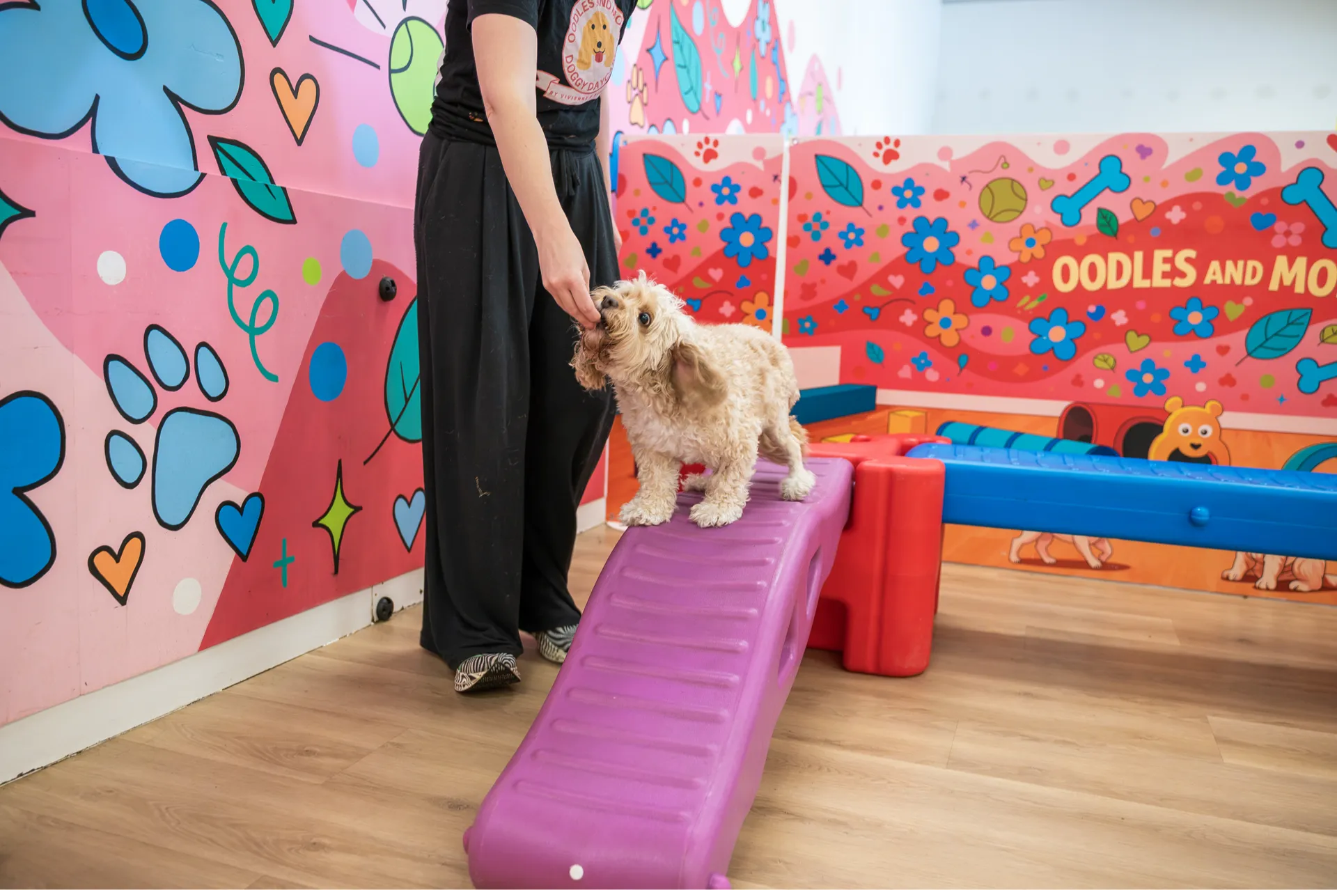 Small dog on purple ramp receiving a treat from person in a colorful play area with paw prints.