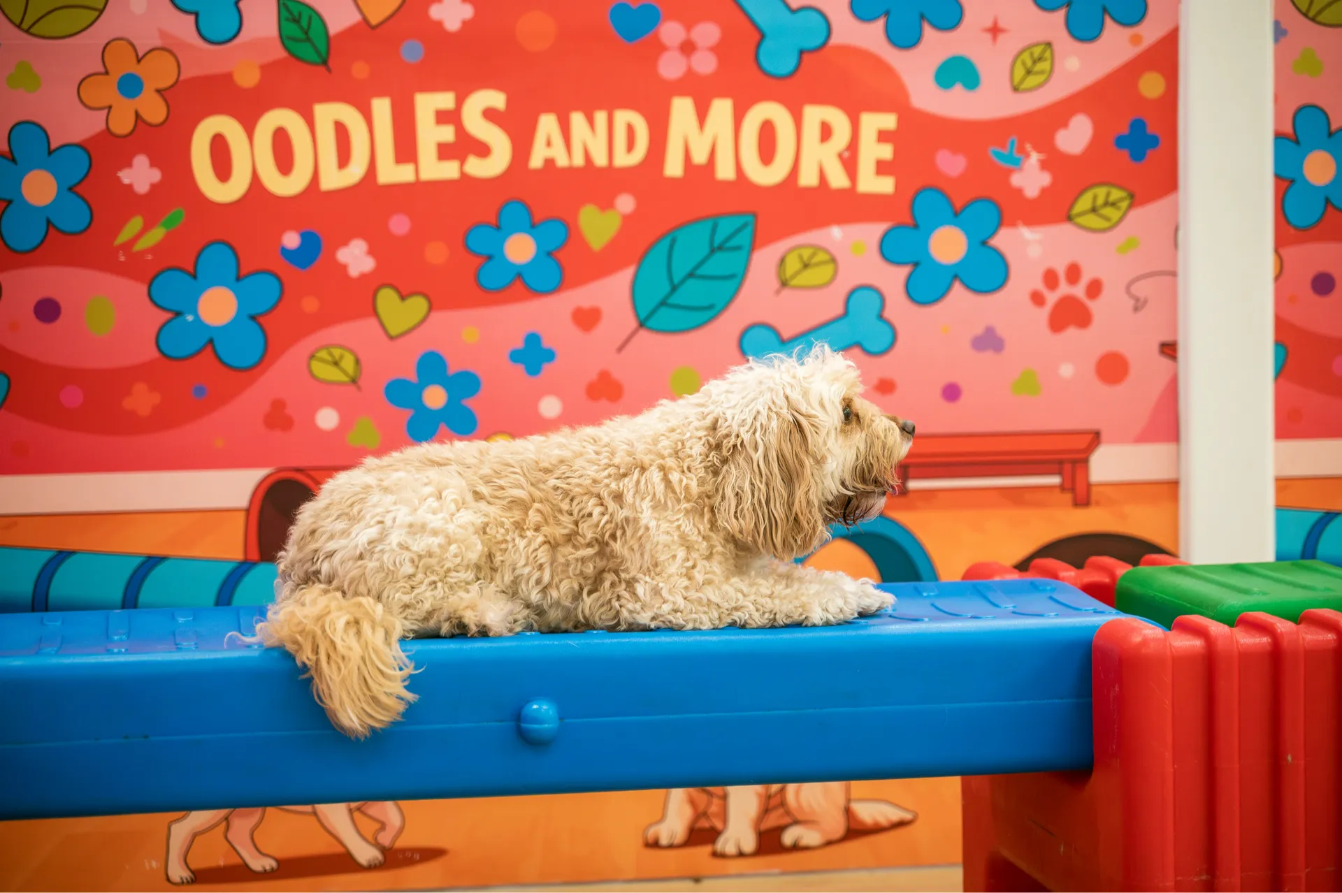 Curly cream-colored dog lying on a blue platform in front of a colorful wall with 'OODLES AND MORE' text.