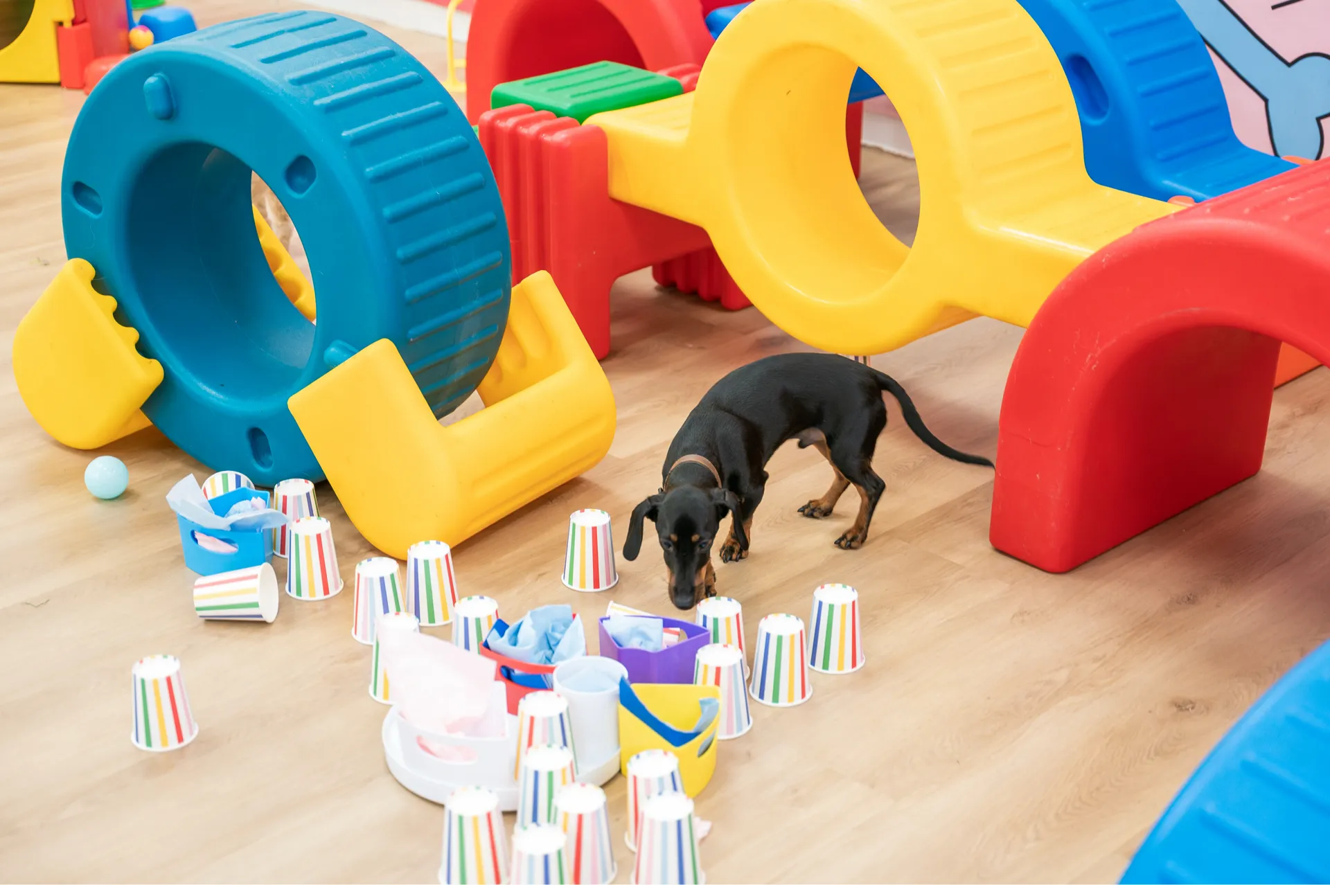 Small black dachshund exploring colorful cups and toys on a wooden floor in a play area.