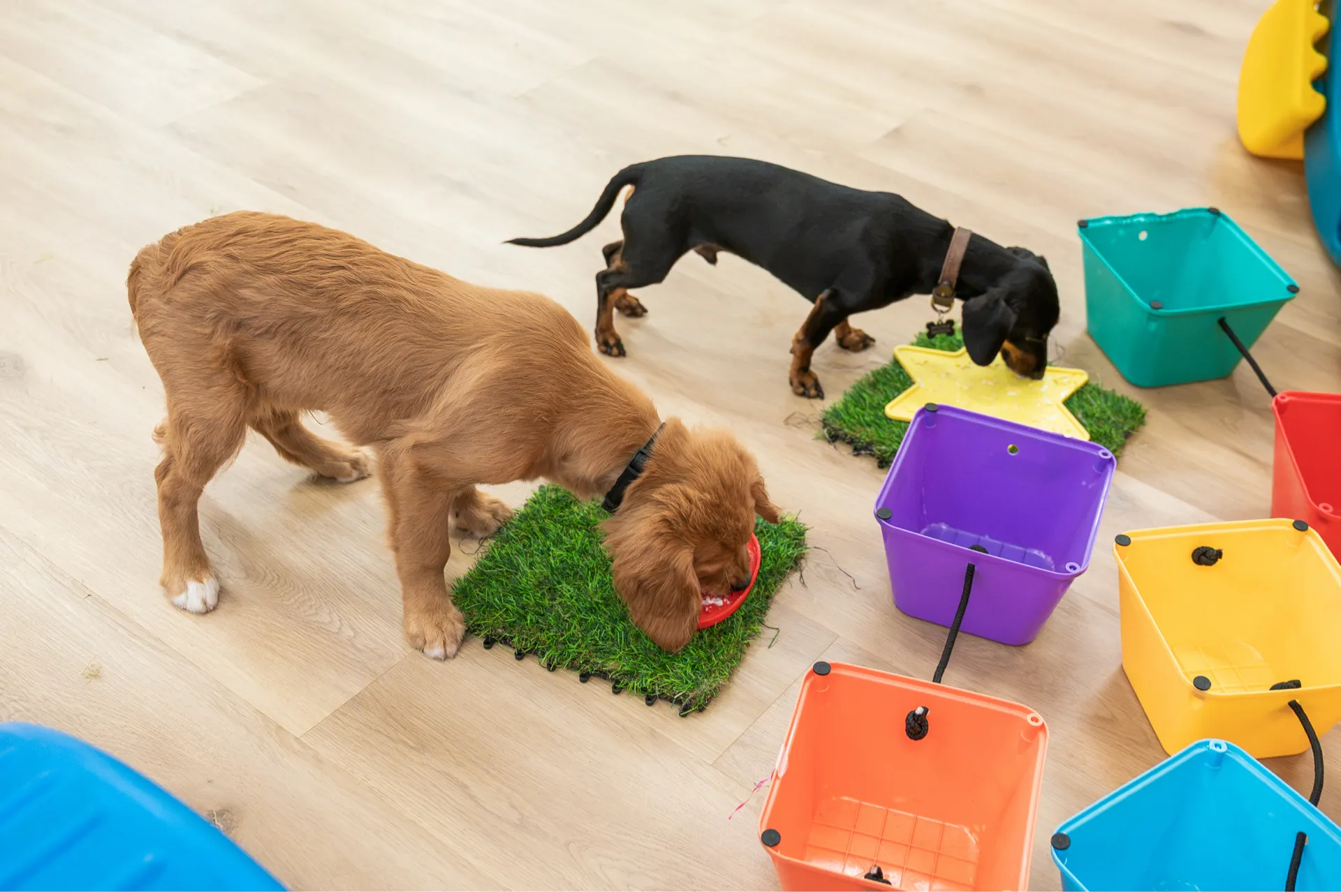 Two puppies eating from bowls on patches of artificial grass surrounded by colorful plastic containers.