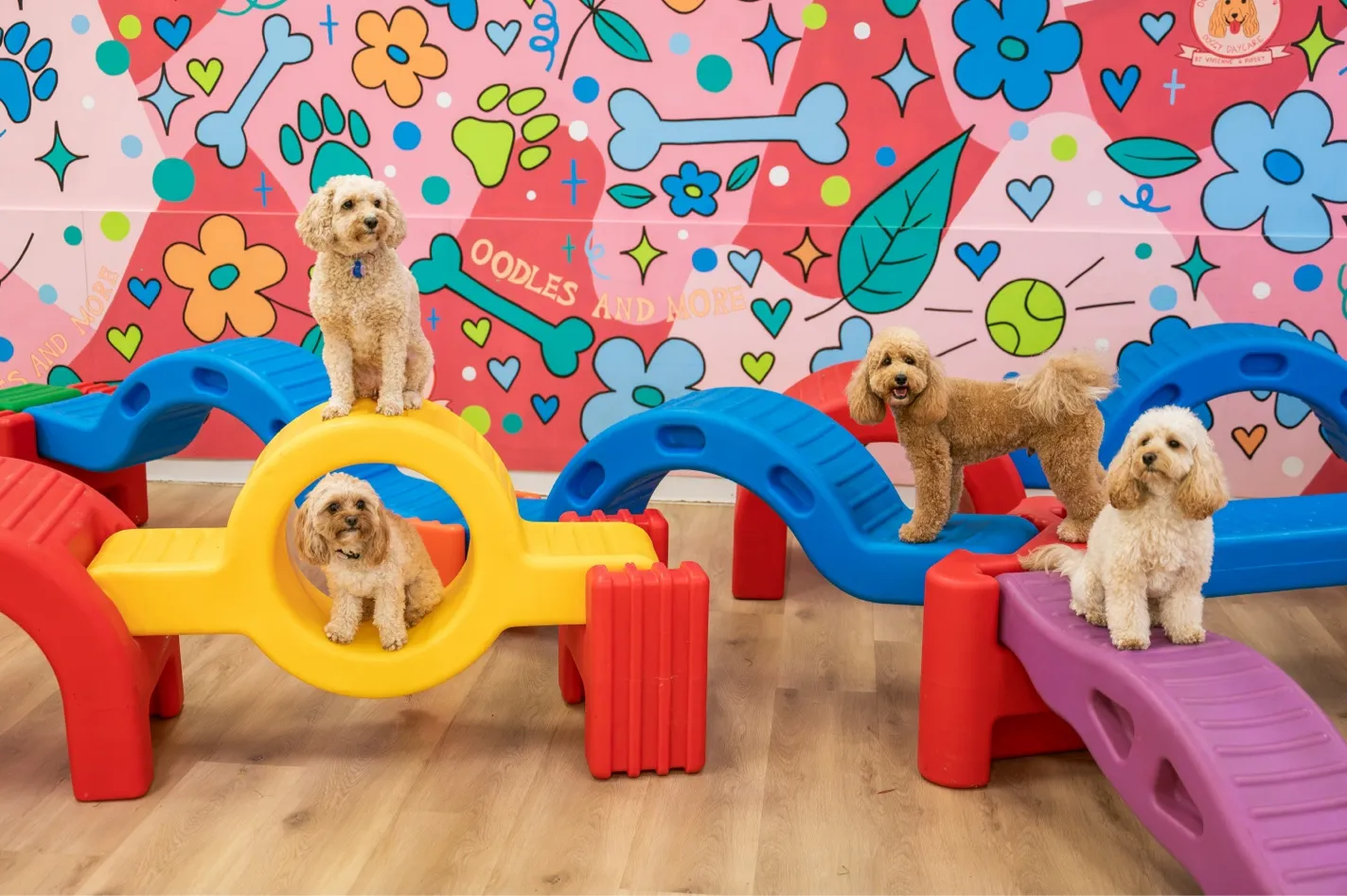 Four small dogs on colorful plastic play structures with a bright wall mural behind them.