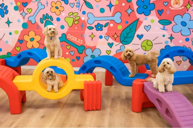 Six small dogs on colorful play structures with a bright pink wall decorated with dog-themed art.