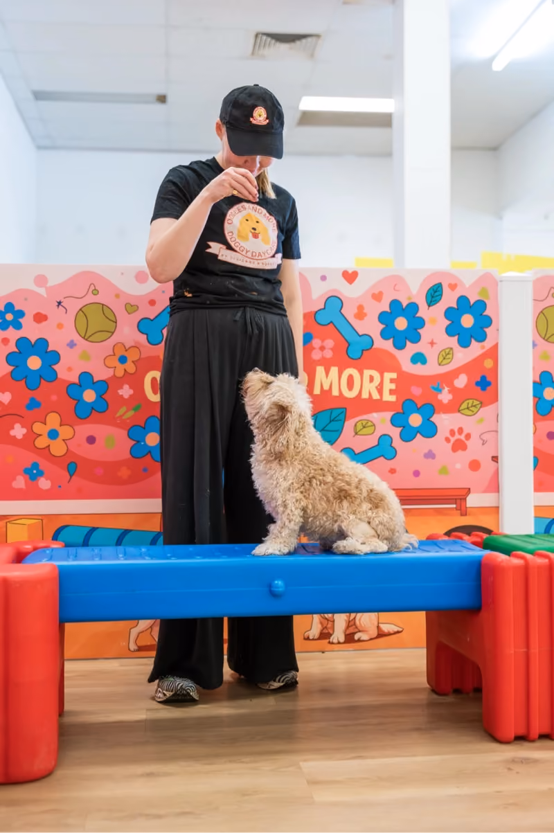 A woman wearing a black cap and matching outfit trains a small fluffy dog sitting on a blue elevated platform in a colorful indoor play area decorated with flowers, bones, and hearts.
