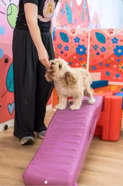 Small beige dog standing on a purple inclined ramp, receiving a treat from a person dressed in black pants and a black shirt, against a colorful background with floral and heart decorations.