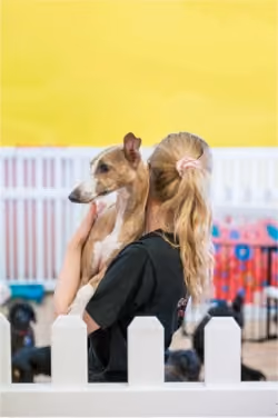 A woman with blonde hair tied in a ponytail holds a small brown and white dog against a yellow background with a white fence in the foreground.