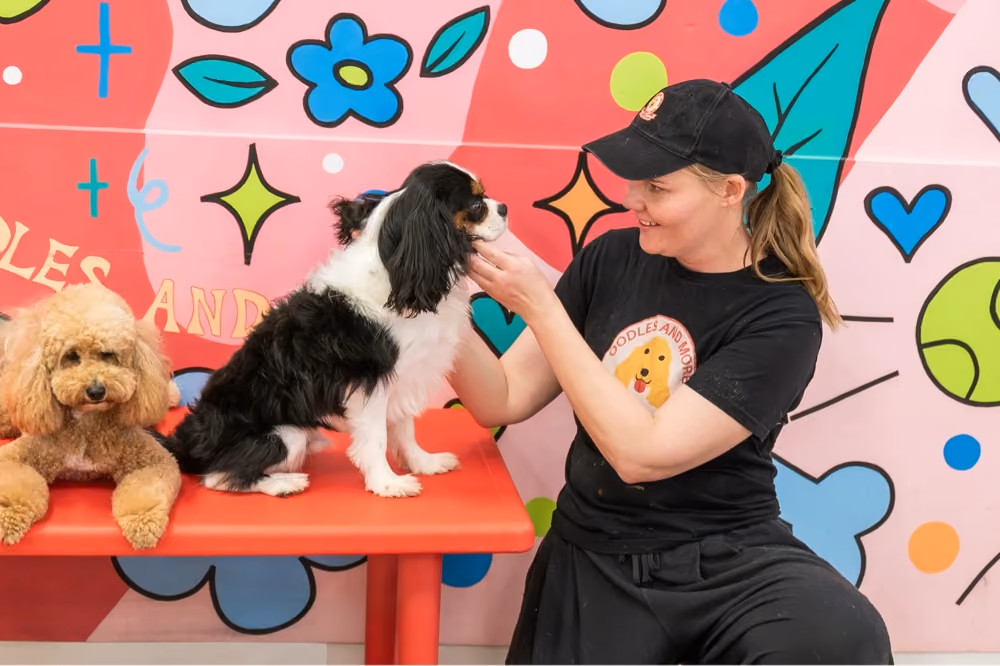 A woman wearing a black cap and T-shirt gently holds and smiles at a black and white dog sitting on a red bench, with a brown poodle lying beside the dog, all in front of a colorful wall with flowers and hearts.