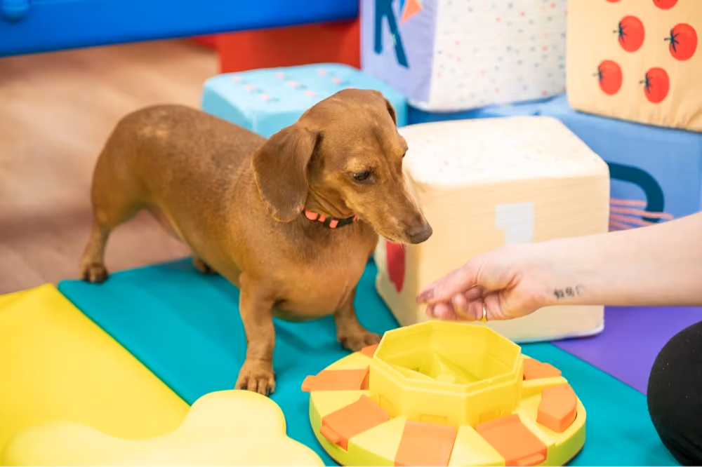 A brown dachshund dog standing on a colorful play mat next to a yellow interactive pet toy while a person's hand reaches towards the toy.