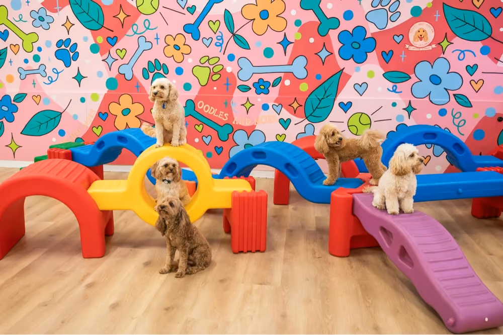 Five small dogs posing on colorful plastic playground equipment inside a room with a pink wall covered in playful drawings of flowers, leaves, paw prints, bones, hearts, and tennis balls.