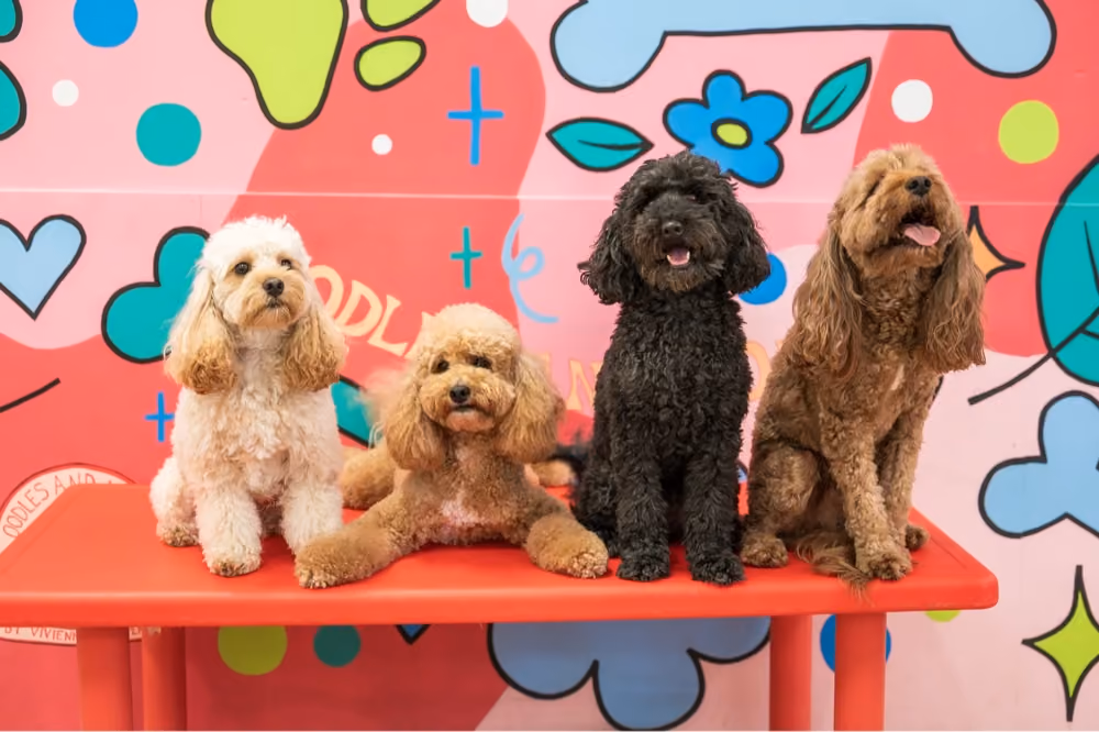 Four small dogs with curly fur sitting and lying on a red bench against a colorful wall painted with whimsical shapes, bones, hearts, and flowers.