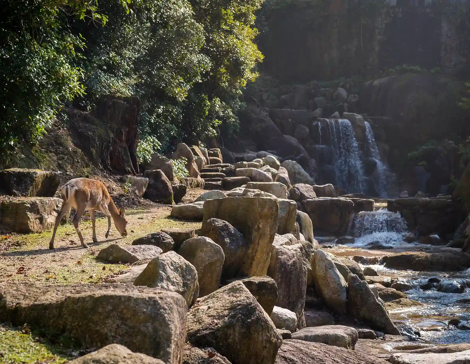 Wildlife Safari