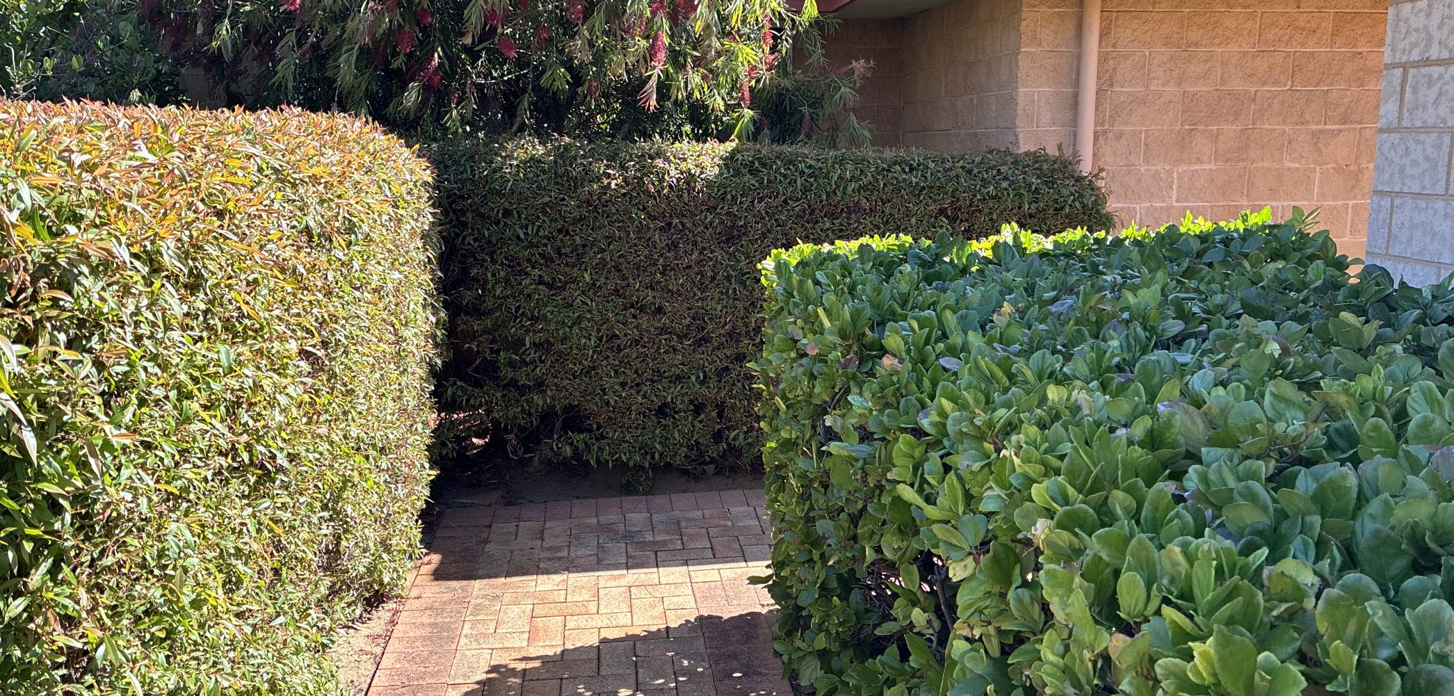 Trimmed hedges framing a path at a hospital site