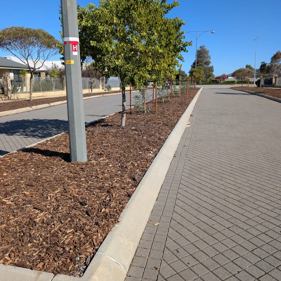 Young street tree in a freshly mulched council verge