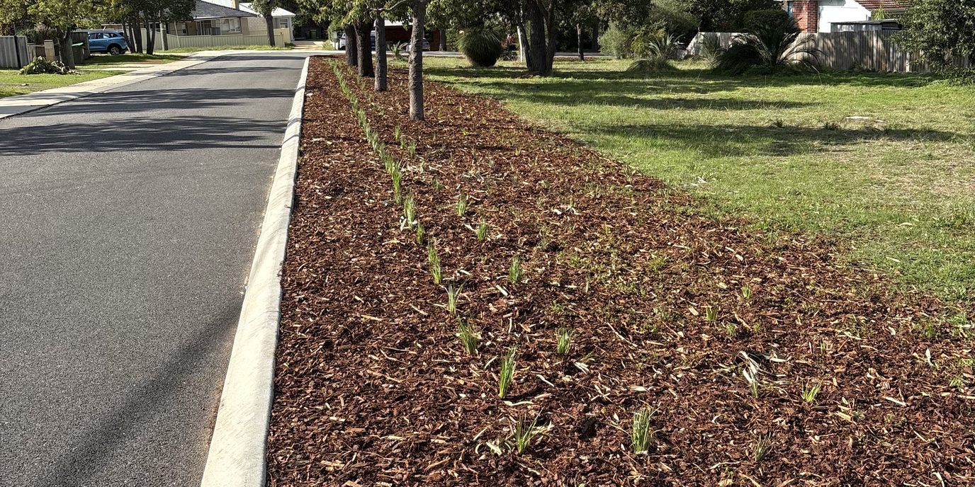 Mature street trees above a freshly mulched council verge planting in Perth