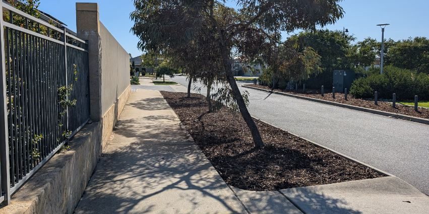 Established tree on a mulched verge beside a footpath