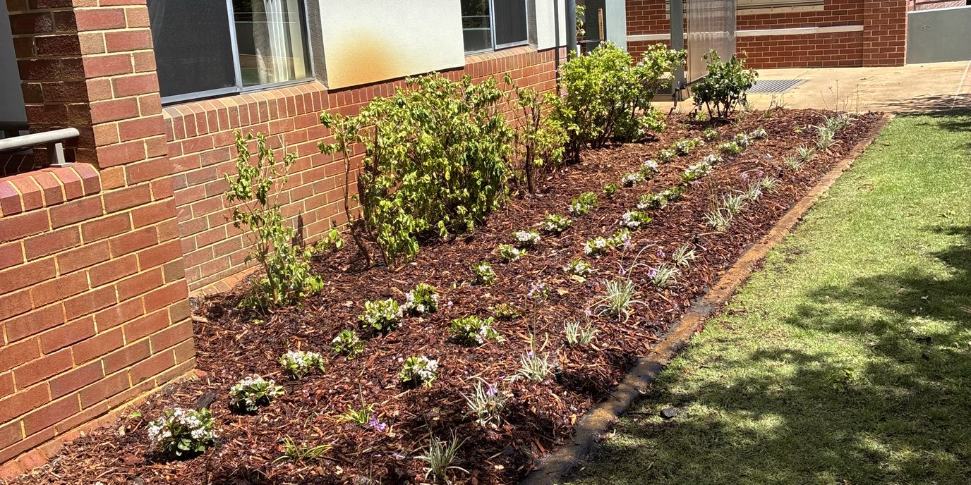Garden bed with new plants and mulch beside retirement village units