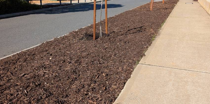 Newly planted and staked trees on a mulched council verge