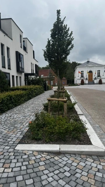 Groenvakken en jonge bomen langs de vernieuwde straat op het Kerkeneind