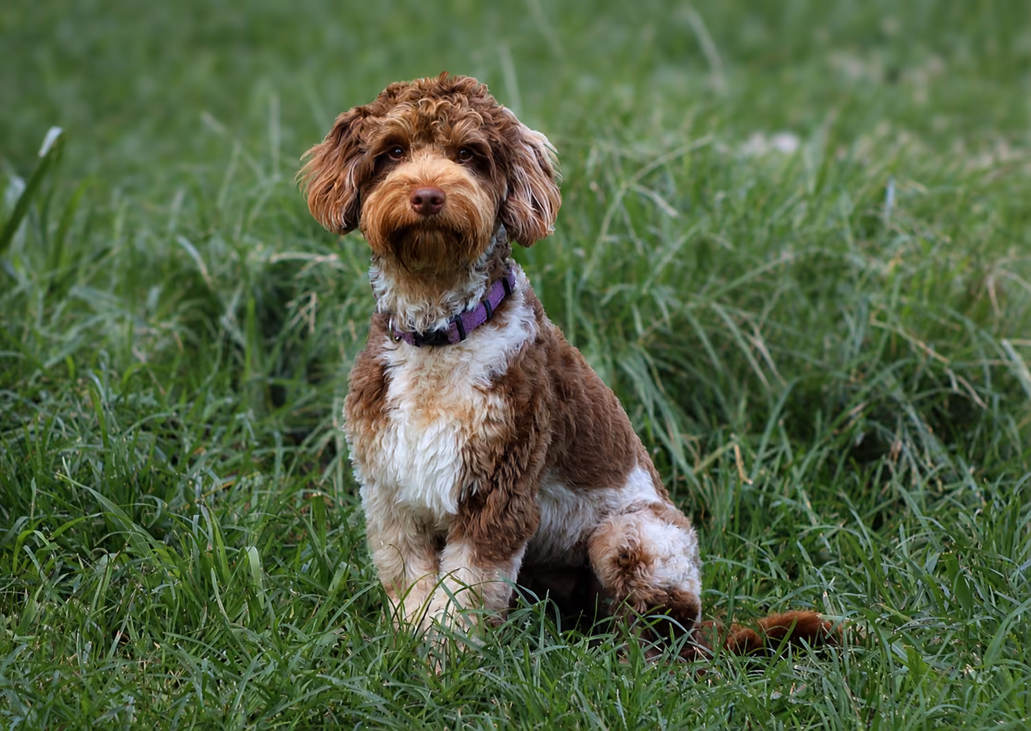 Hazel