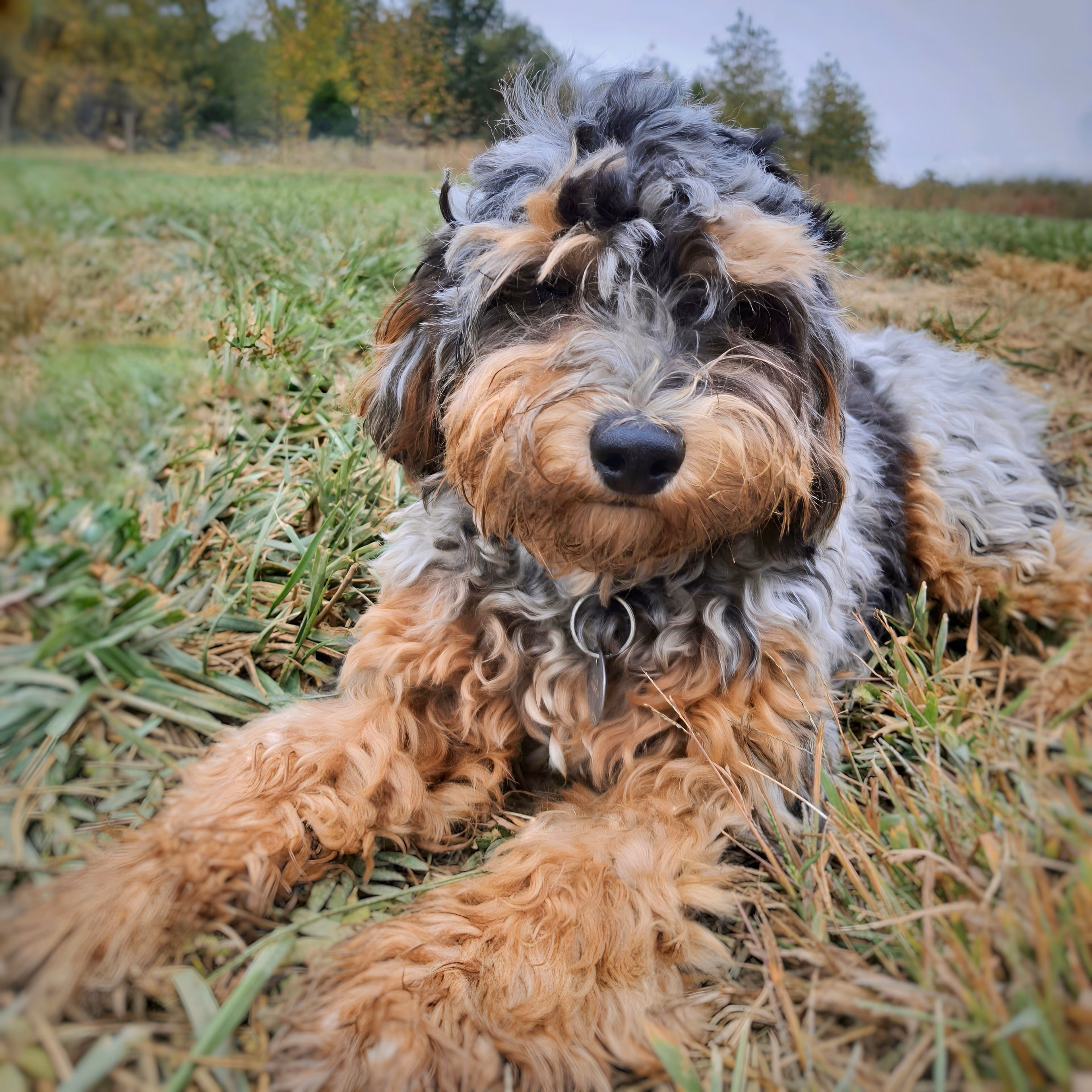 Trixi